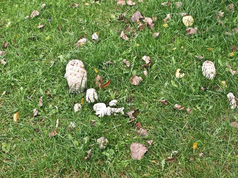 Schopftintling_ jung essbar __005