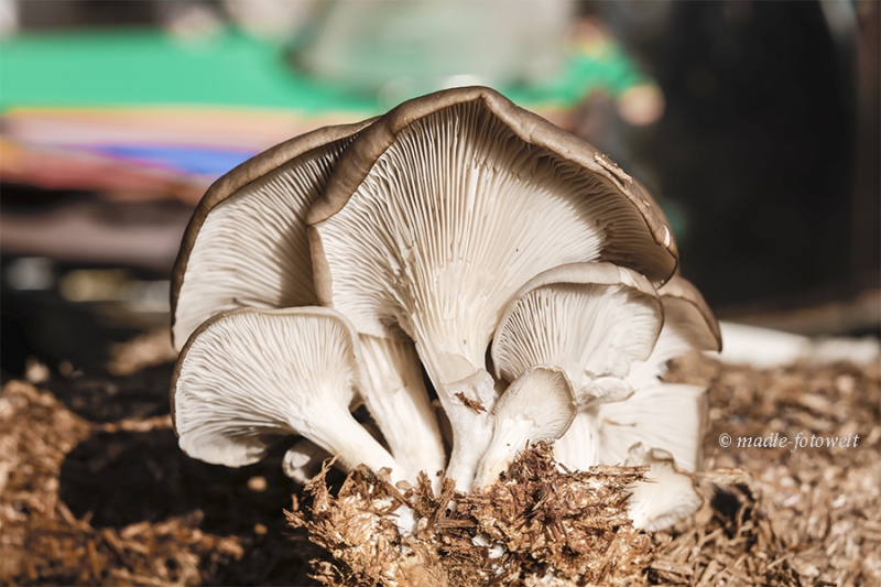 mfw24_0208549_Austernseitlinge