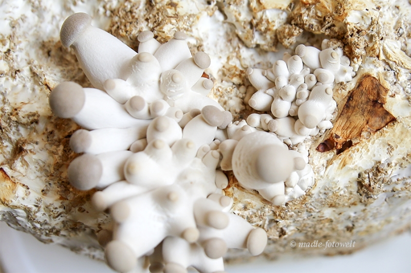 mfw17_152517_Kräuterseitlinge