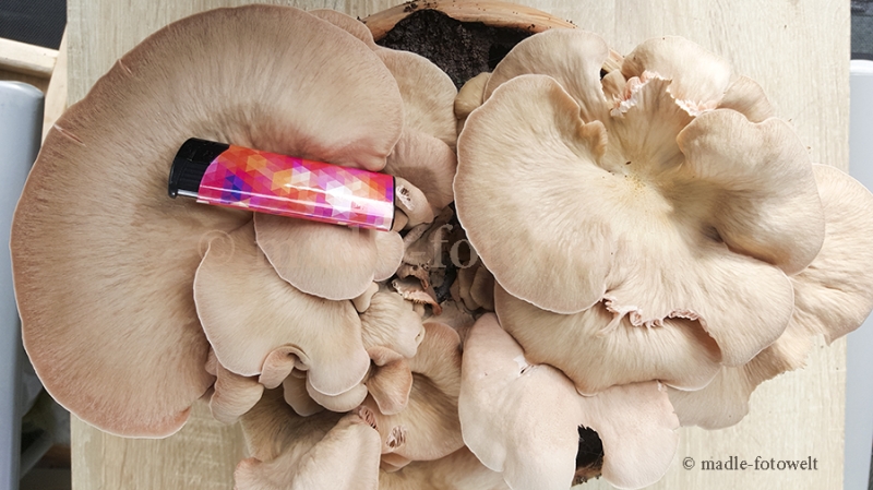 20170701_185811_Rosenseitling