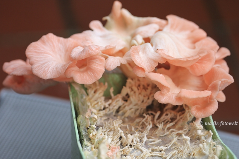 mfw17_128378._Rosenseitling