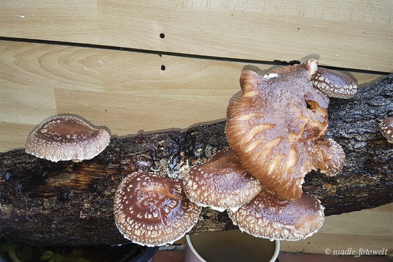 20200203_123126_ShiitakeaufHolz