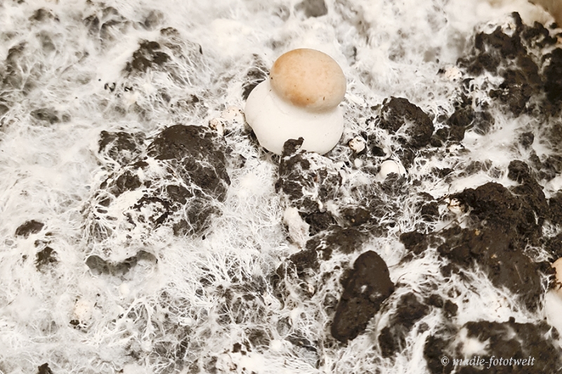 20230108_172440_brauner Kulturchampignon