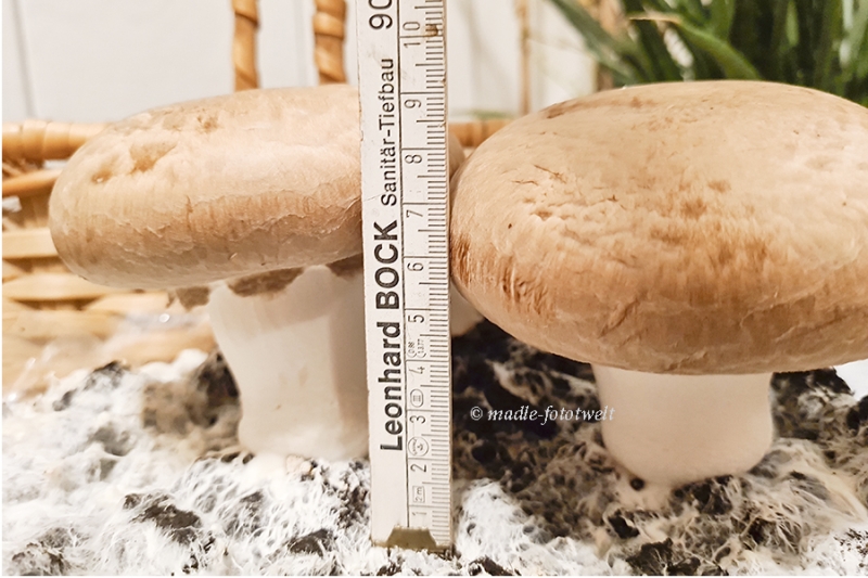 20230113_063823_brauner Kulturchampignon