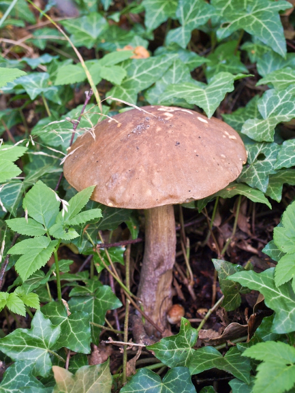 Birkenpilz_essbar__P9172126