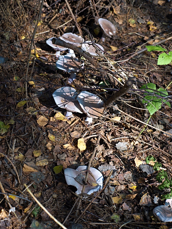 violetter Roetelritterling_ essbar_PA092553