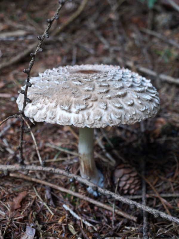 Schirmpilz_zT giftig_PA072383