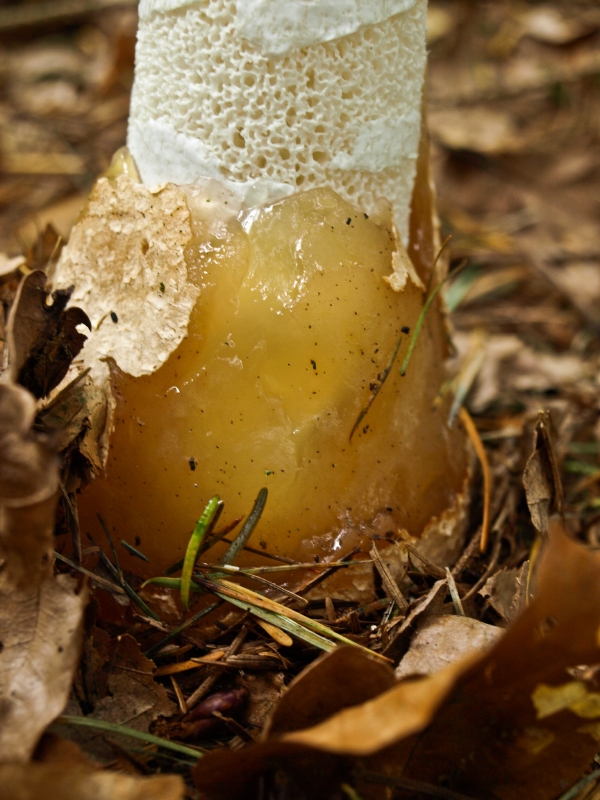 Stinkmorchel_ Stielansatz_ ungeniessbar_PA072405