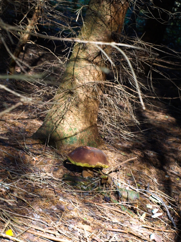 Marone_ essbar_PA092550