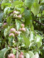 Apfelbaum mit Fruechten_DSC00226