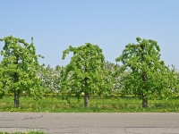 Natur_im_alten_land_P4263072