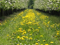 Natur_im_alten_land_P4263789