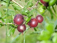 Rund ums Obst im Alten Land