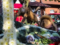 Hase_Igel_mfw12__008312