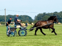 Fahrturnier 2009 in Trent auf Rügen