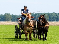 Fahrturnier 2009 in Trent auf Rügen