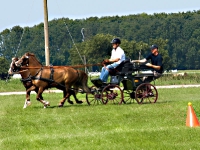 Fahrturnier 2009 in Trent auf Rügen