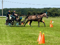 Fahrturnier 2009 in Trent auf Rügen