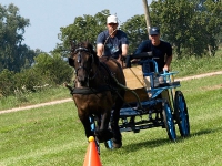 Fahrturnier 2009 in Trent auf Rügen