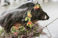 Heideblütenfest Schneverdingen 2015