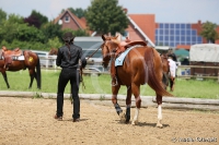 Reining Fortgeschritten