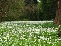 Putbus Park