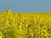 Insel Rügen_Rapsblüte_aa200932