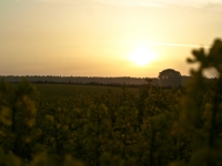 Insel Rügen_Sonnenaufgang über Rapsfeld_aa210947