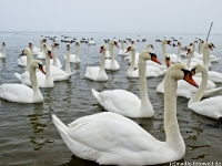 Insel Rügen