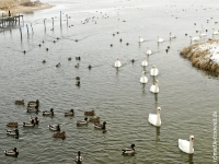 Rügischer Bodden