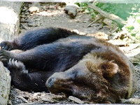 Bärenpark Worbis