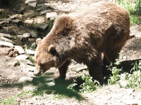 Bärenpark Worbis