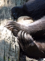 Bärenpark Worbis