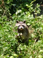 Bärenpark Worbis