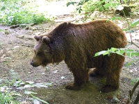 Bärenpark Worbis