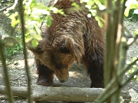 Bärenpark Worbis