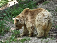 Bärenpark Worbis