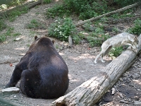 Bärenpark Worbis