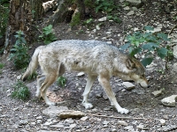 baerenpark_worbis_AA273583