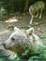 Bärenpark Worbis