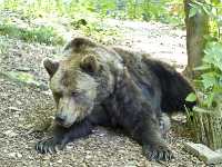 Bärenpark Worbis