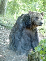 Bärenpark Worbis