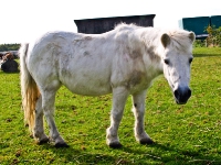 Die faszinierende Welt der Tiere