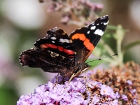 Admiral-Schmetterling_mfw13__026116