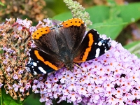 Admiral-Schmetterling_mfw13__026122