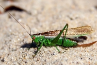 Die faszinierende Welt der Tiere