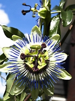 blaue Passionsblume_passiflora_8160258
