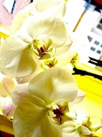 gelbe Orchidee_P8030581