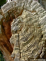 Jahresringe bei abgestorbenem Baum_ AA170496