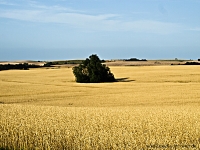 Kornfeld in der Reife_ _P8102163